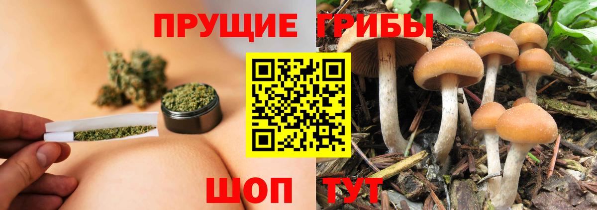 закладка  Вход с VPN  Хасавюрт  Галлюциногенные грибы Psilocybe 